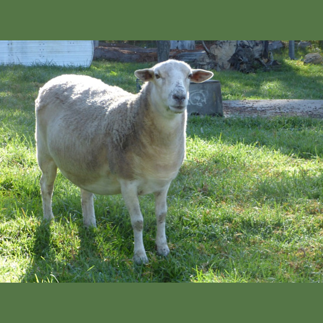 Photo of Sheep