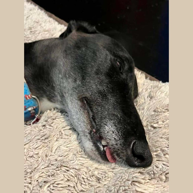 Photo of Meli, The Greyhound