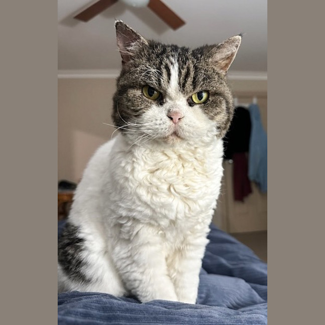 Photo of Stella