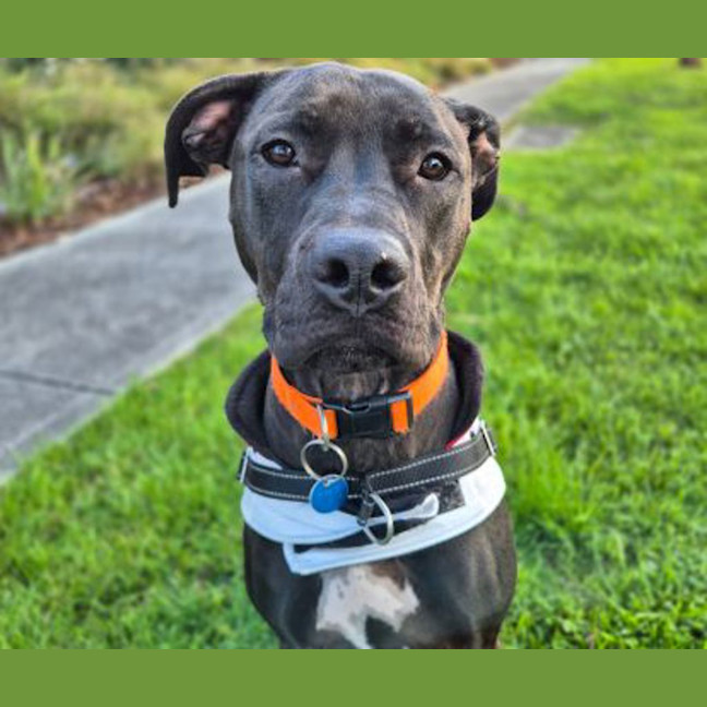 Photo of Raven