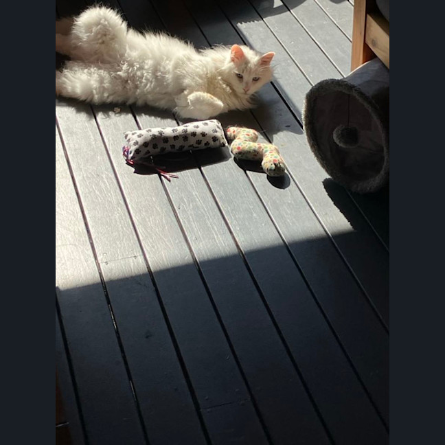 Photo of Old Man Grey *9 Lives Project Rescue*