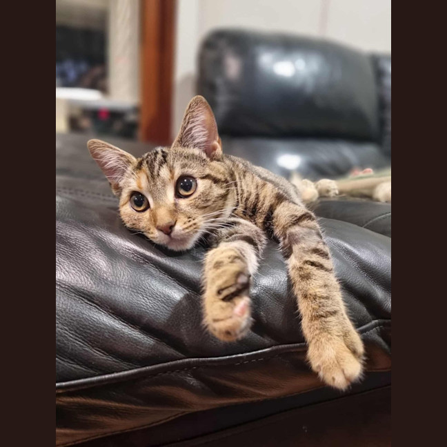 Photo of Kippa