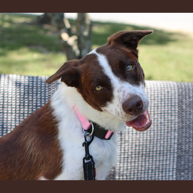 Photo of Cookie