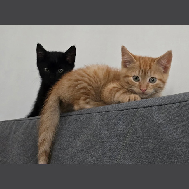 Photo of Coal
