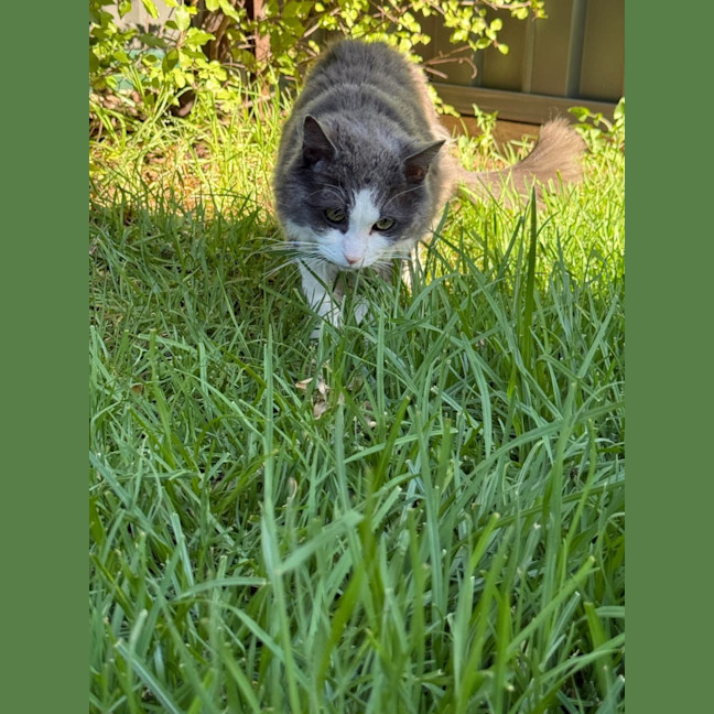 Photo of Munchkin