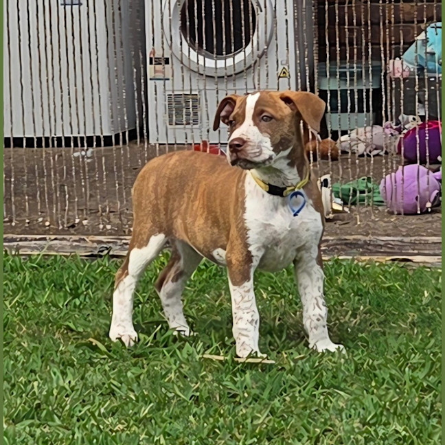 Photo of Pebbles