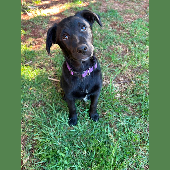Photo of Blossom