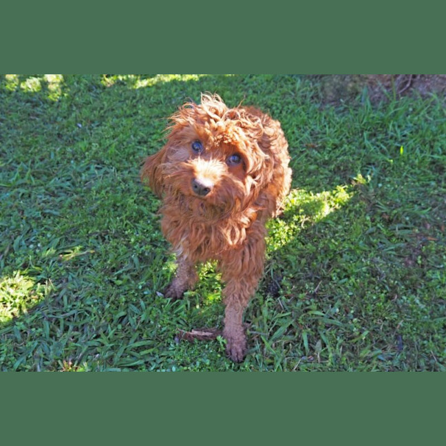 Photo of Phoenix