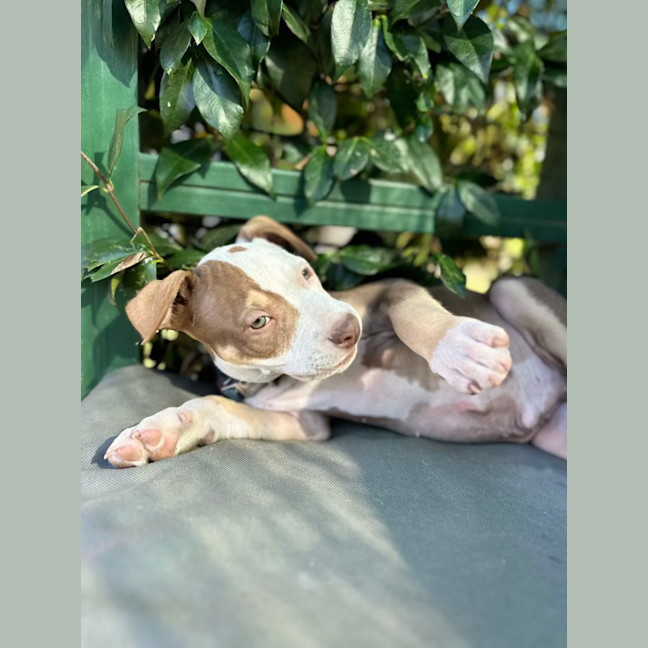 Photo of Humpfrey Bojangles