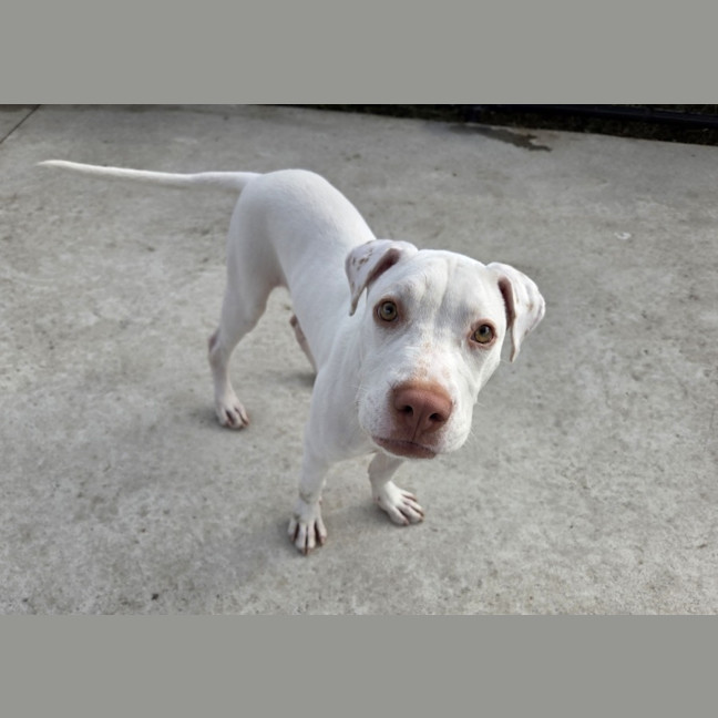 Photo of Eddie Imp 680