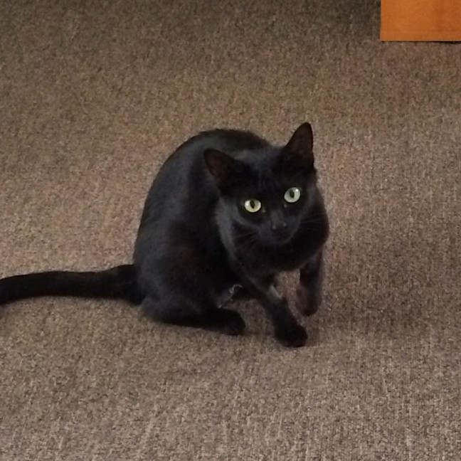 Photo of Nyx