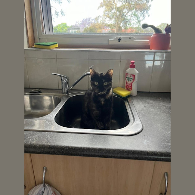 Photo of Meeko