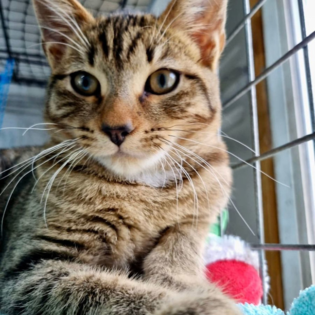 Photo of Dashi