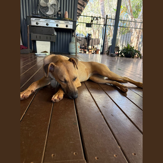 Photo of Josie