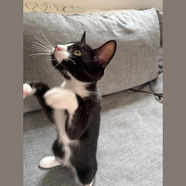 Photo of 🤍 Momo 🖤