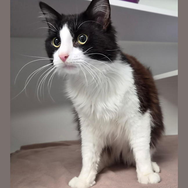 Photo of Sylvester