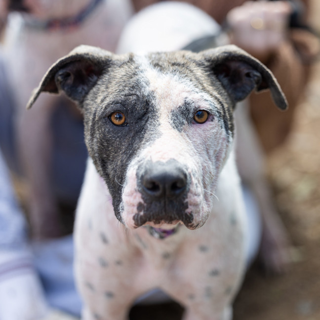 Photo of Prancer