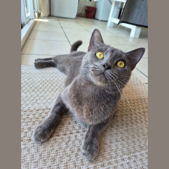 Photo of Ophelia