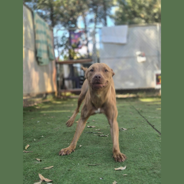 Photo of Maple