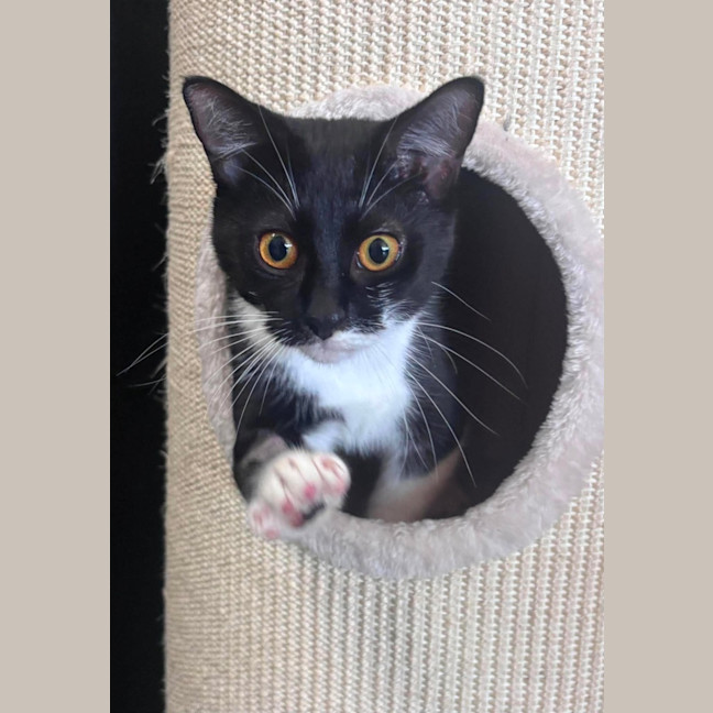 Photo of Sweetie Pie