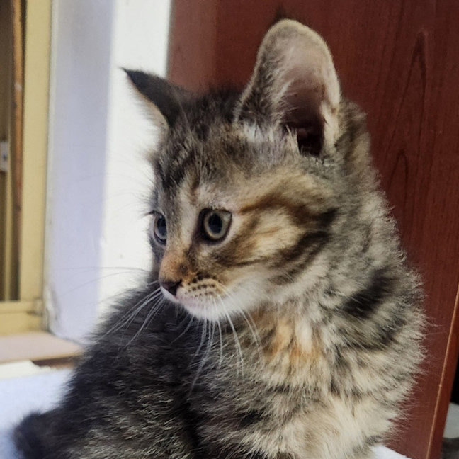 Photo of Kiara