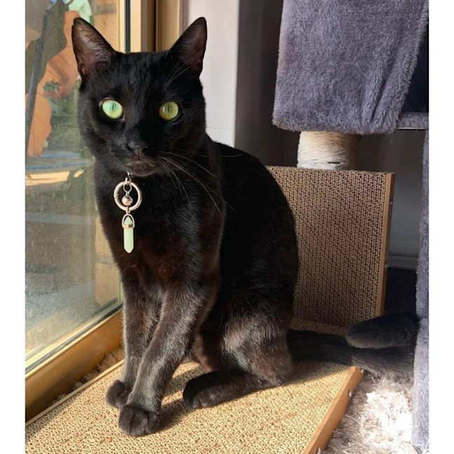 Photo of 11425   Nyxee