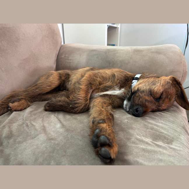 Photo of D1136 Jasper