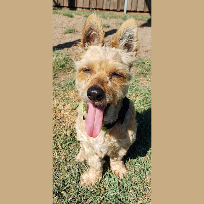 Photo of Basil