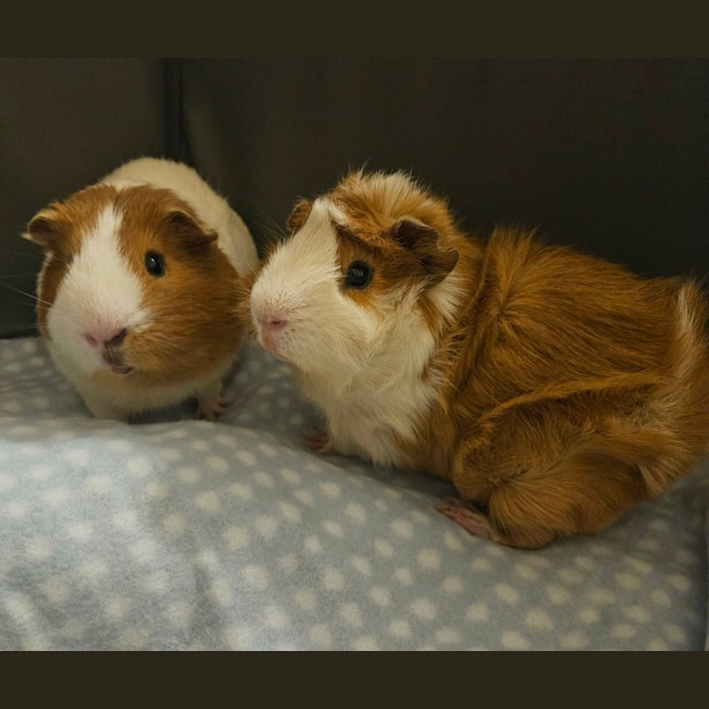 Photo of Milky & Lucky
