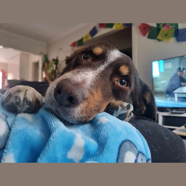 Photo of Lacey