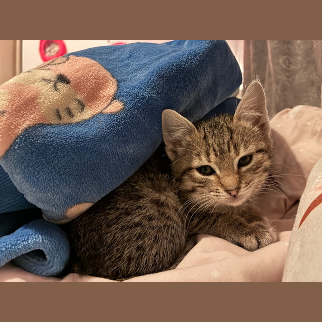 Photo of Fawn