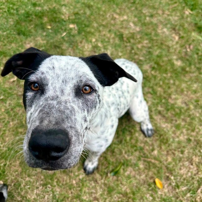 Photo of Casper (Bessie's Puppy)