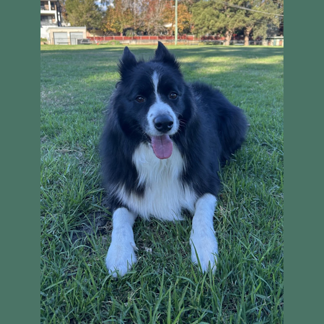 Photo of Oreo