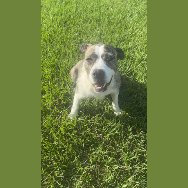 Photo of Lucy *$350 Adoption Fee*