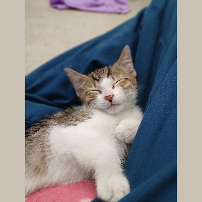 Photo of Timon