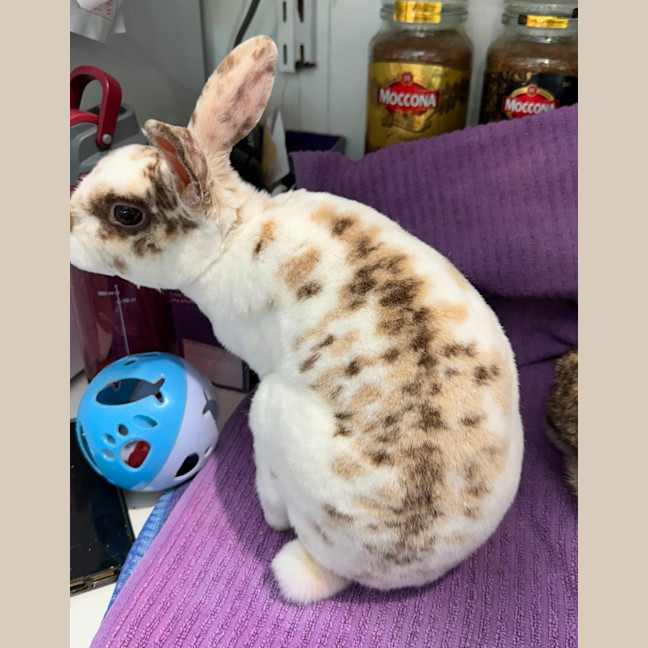 Photo of Cinnabun & Fawn