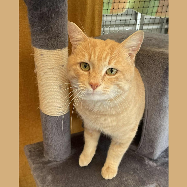 Photo of Axel**2nd Chance Cat Rescue**