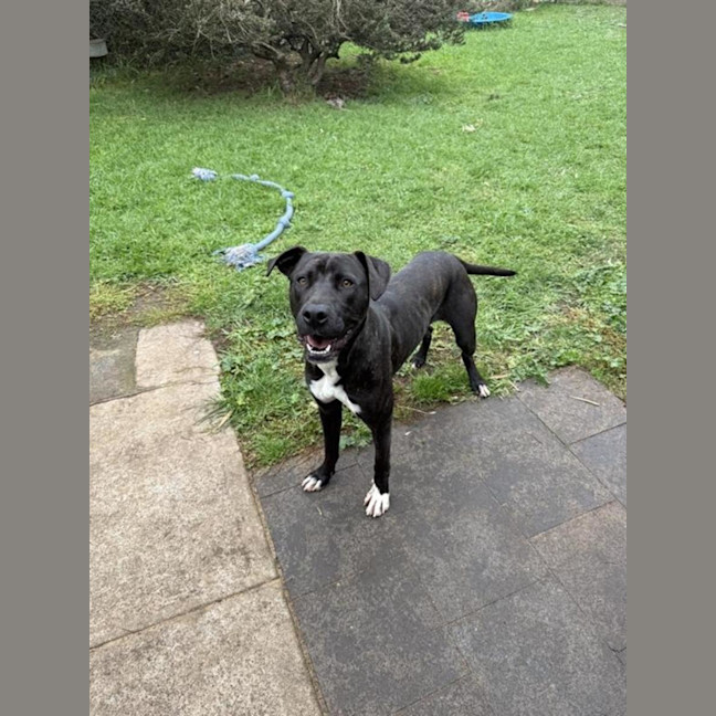 Photo of Stella