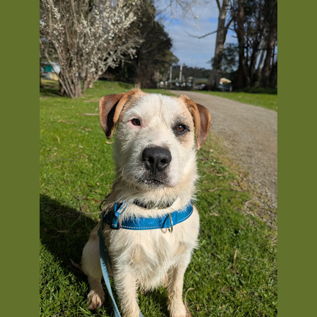Photo of Scruffy
