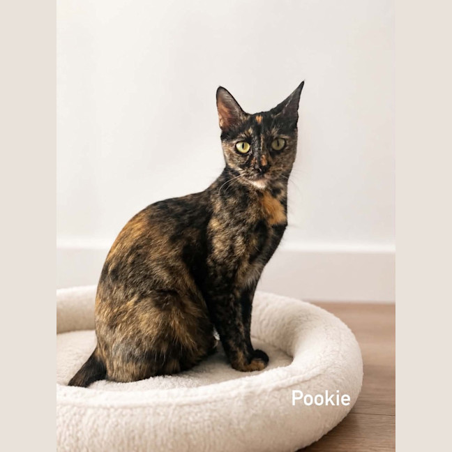 Photo of Pookie