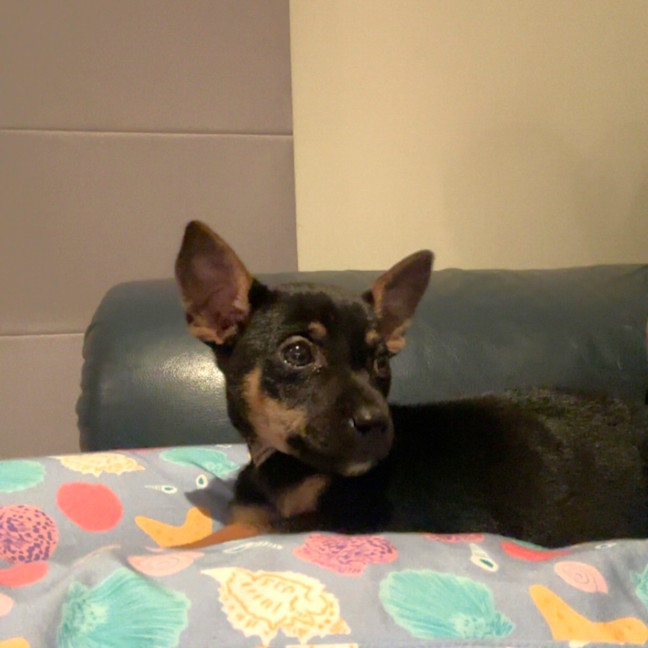 Photo of Piper