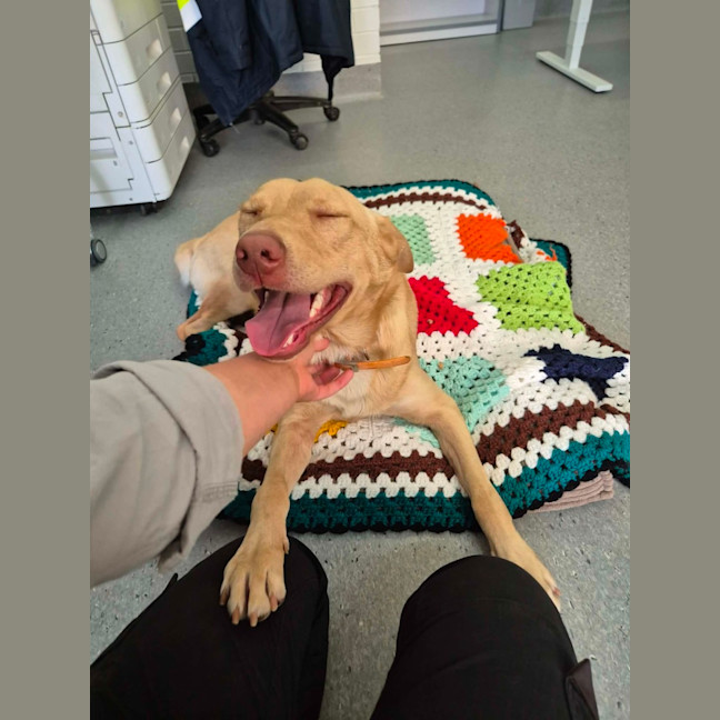 Photo of Trooper! 🦺