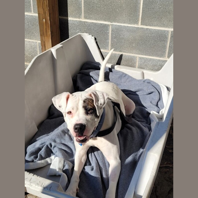 Photo of Pirate
