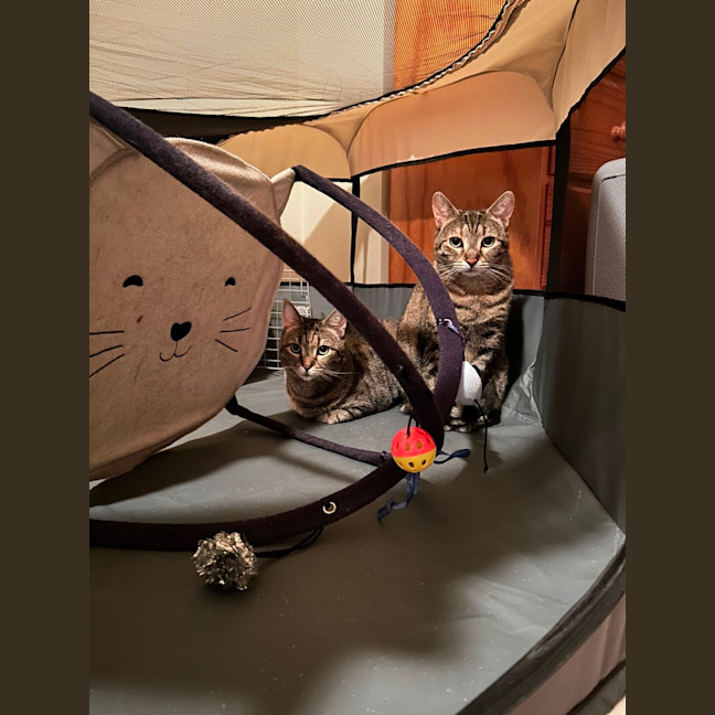 Photo of Miso & Momo