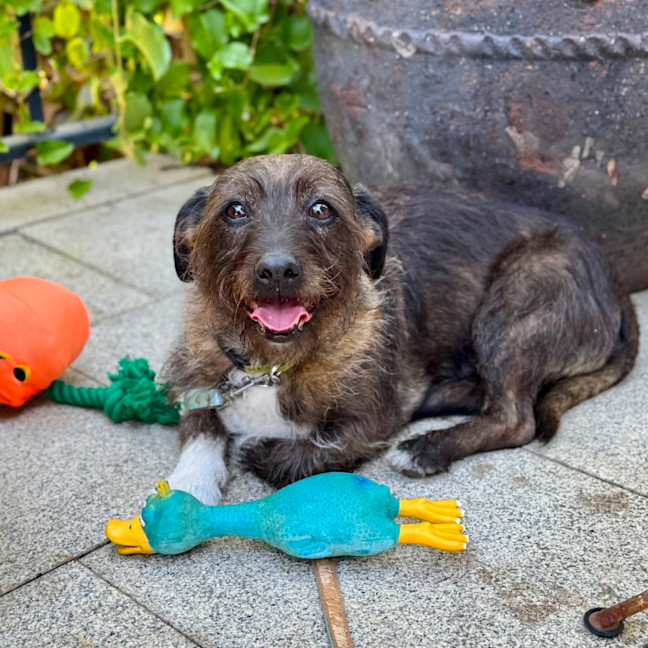 Photo of Beautiful Funny Beau 