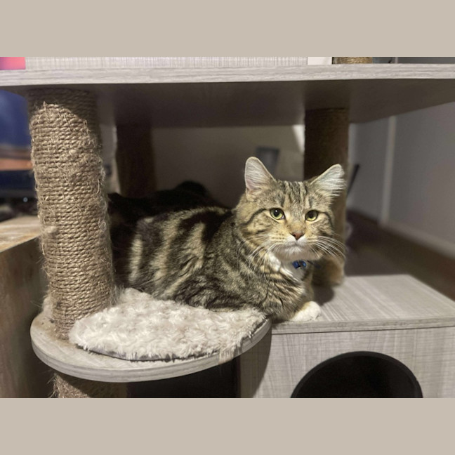 Photo of Loki