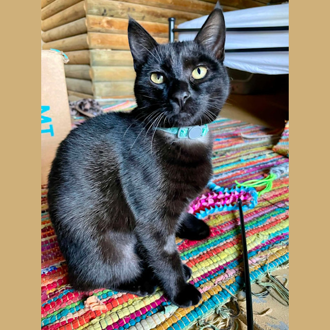 Photo of Cici