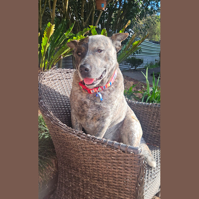 Photo of Odin   4 Year Old Cattle Dog