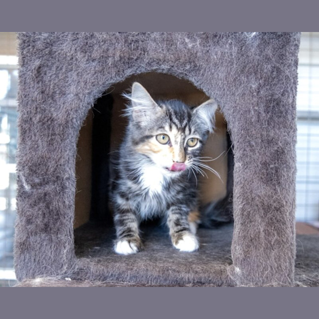 Photo of Bramble
