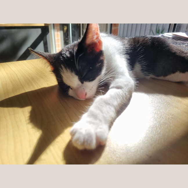 Photo of Lex 💙💙🐾